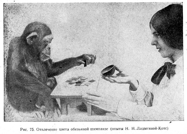 Отвлечение цвета обезьяной шимпанзе (опыты Н. Н. Ладыгиной-Котс)
