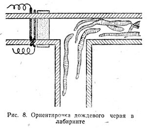 Ориентировка дождевого червя в лабиринте