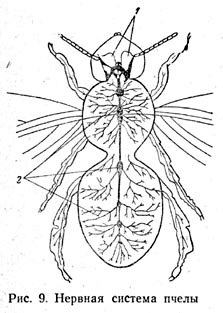 Нервная система пчелы